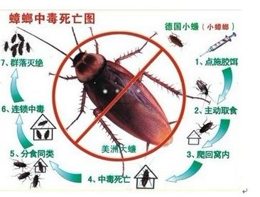 北京灭蟑螂公司